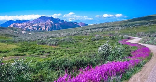 Summer in Denali National Park brings out some gorgeous colours