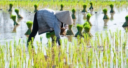 Growing rice in the Delta