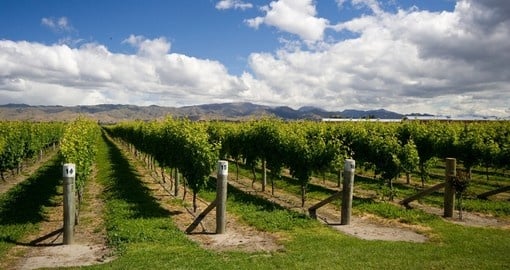 Rows of grape vines near Blenheim