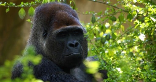Gorilla in Bwindi Impenetrable Forest