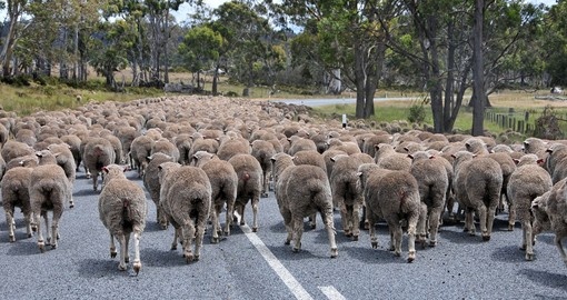Sheep Traffic is not that unusual in Tasmania, witness it on your next Australia tours.