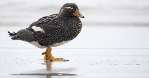 Falkland Steamer-Duck - female