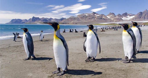 Experience King Penguins in their natural habitat on your Falkland Islands tour