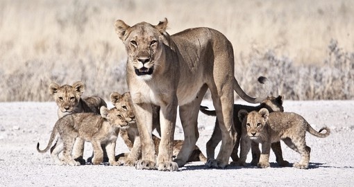 A lioness and her cubs as seen on a Mana Pools National Park safari.