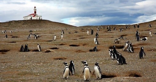 Discover this magnificent Magellan penguins in Punta Arenas on your next Antarctica tours.