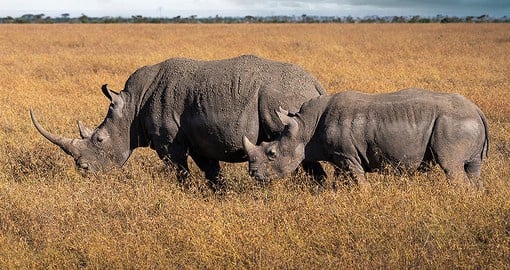 Ol Pejeta is the largest black rhino sanctuary in East Africa