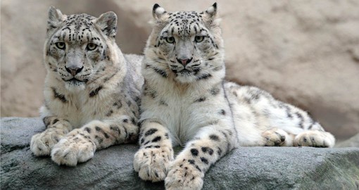 Snow Leopards at Himalayan Zoo