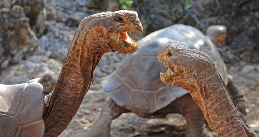 Tortoise pair in ritual communication