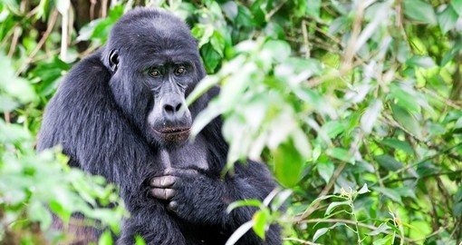 See the Mountain Gorillas on your Uganda Safari
