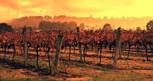 The Hunter Valley is Australia's premier wine growing district and is a great inclusion for your Australia vacation.