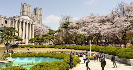 Cherry blossom trees in Kyung Hee University