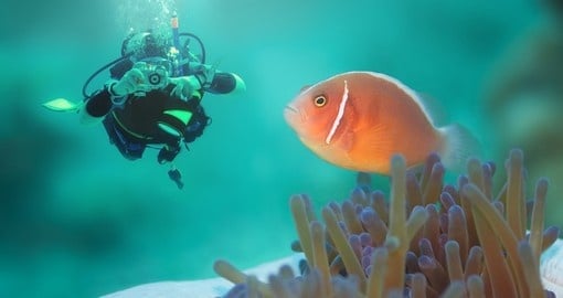 A diver with a pink clownfish
