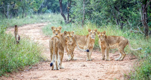 A visit to the Kruger National Park is included in your South Africa Travel itinerary