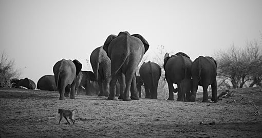 A herd of African elephants - a great photo opportunity while on your Botswana safari.