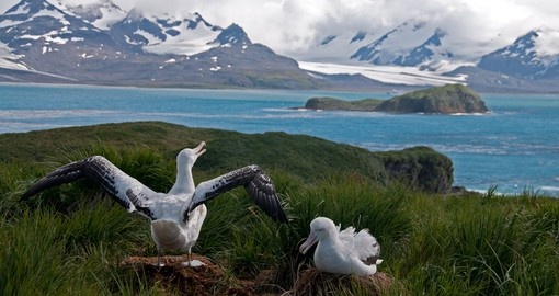 Observe Albatross and other birds on your Antarctica Cruise
