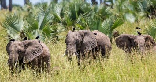 Look for Elephants in the National Park on your Uganda Safari