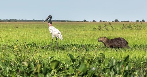 Wood stork and capybara hanging out in El Cedral
