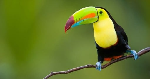 Make friends with colourful birds on your trip to Costa Rica
