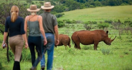 Rhino walking safari