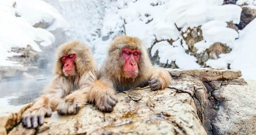 Like humans, snow monkeys cope with winter weather by taking warms baths
