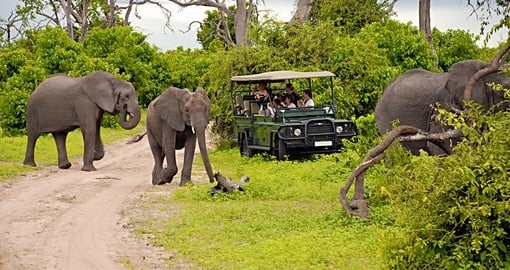On safari in Chobe National Park
