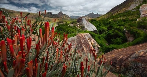 Red flowers and rocky land