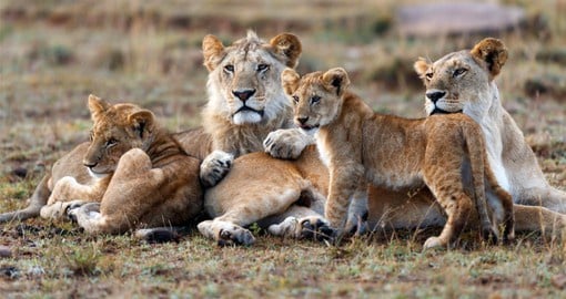 The Masai Mara is home to Africa's largest population of Lions