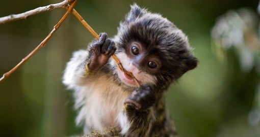 Baby Emperor Tamarin – are a popular photo opportunity while on Brazil vacations