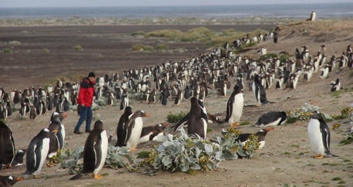 Mix with locals on your Falklands trip