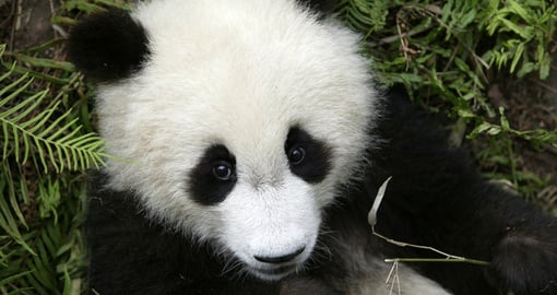 Visit with pandas in Chengdu on your trip to China