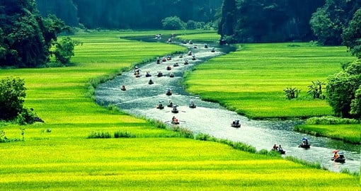 Rice field and river