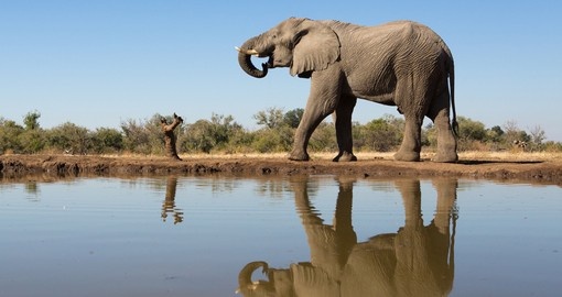 A gigantic elephant bull next to a waterhole