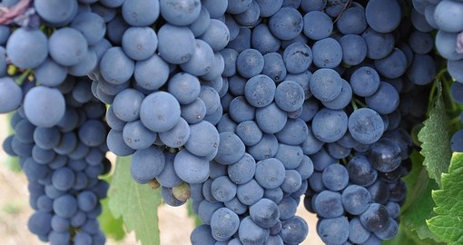 Barossa Valley is associated with its grape variety of Shiraz
