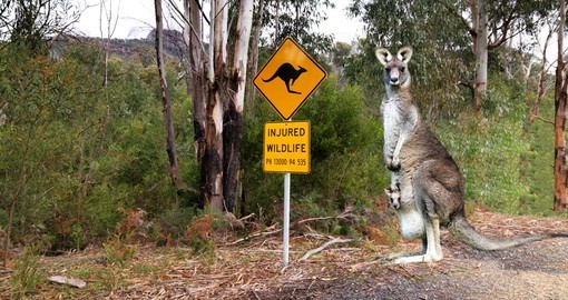 Injured wildlife sign and kangaroo