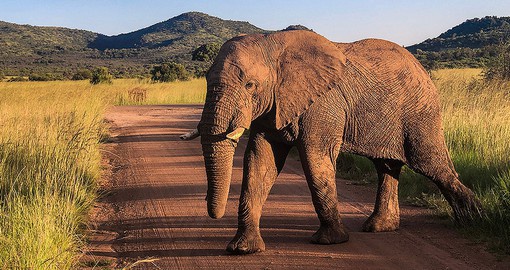 Elephants at a water hole in Pilanesberg National Park