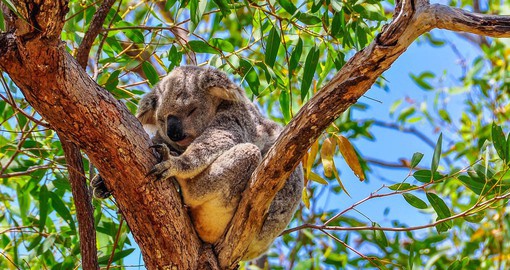 Get the chance to make a new friend at the Lone Pine Koala Sanctuary
