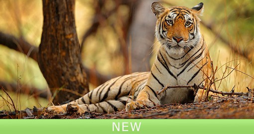 Established in 1955, Ranthambore National Park became part of Project Tiger in 1973