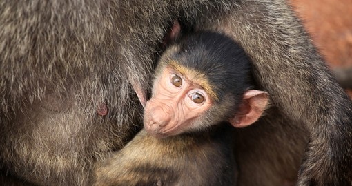 Baby baboon poses for the camera