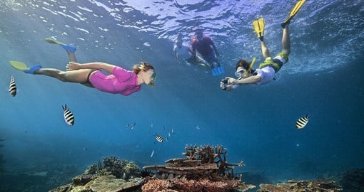 The vast expanse of the Great Barrier Reef means there is so much to see and learn about during a snorkelling trip