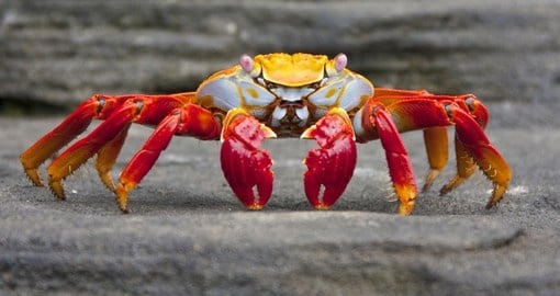 The colourful Sally Lightfood crab seen on the Galapagos Islands– are a popular photo opportunity on Ecuador tours