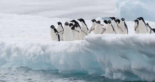 Adelie penguins chillin' on an iceberg