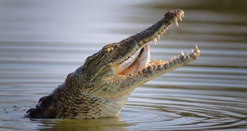 A Nile crocodile is a common site on Kruger National Park safaris.