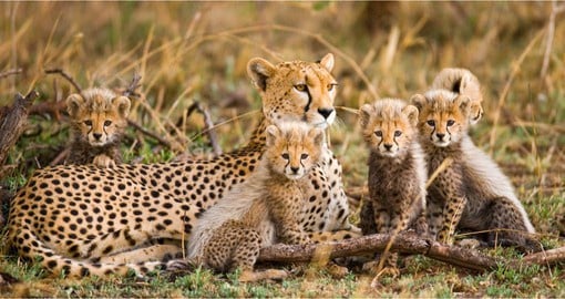 The vast plains of the Serengeti ecosystem are ideal habitat for Cheetah