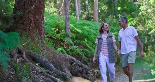Experience Hinterland Hiking on your next Australia vacations.