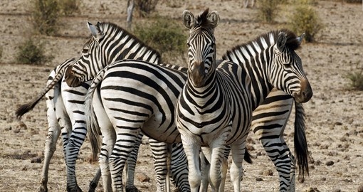 You will see lots of Zebras on your Chobe National Park safari.