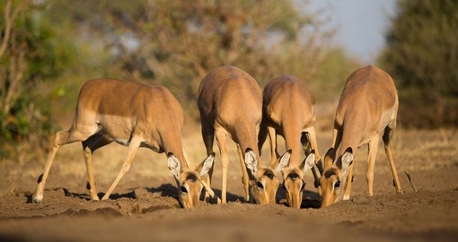A small herd of female impalas
