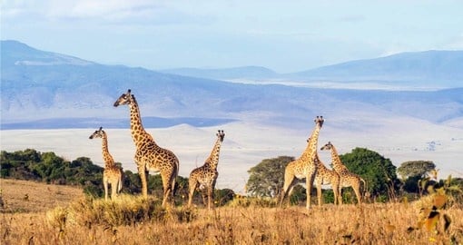 Spectacular wildlife seen in its natural environment on your Tanzania vacation