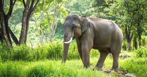 A mature male bull elephant in the jungle near Chiang Mai