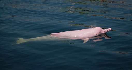 Spot a Pink River Dolphin during your Peru tour.