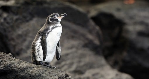 See adorable Galapagos penguins during your next trip to Ecuador.